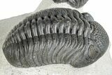 Beautiful Cluster of Pedinopariops Trilobites - Mrakib, Morocco #287721-2